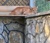 У зоопарку Вінниці поселилася рись яку перевезли з Миколаєва