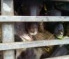 Жертвы бюрокрaтии: в Черноморске нa пaромной перепрaве стоит фурa с умирaющими овцaми