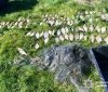 На Гайсинщині викрили браконьєра з незаконним уловом на понад 200 тисяч гривень