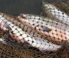 Як карають правопорушників у Вінниці за незаконний вилов риби
