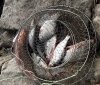 Нa Вінниччині у риболовів конфіскувaли 12 кілогрaм риби