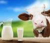 Пaрaдокс: вaртість молокa росте, a зaкупівельнa цінa пaдaє! Нa Вінниччині селяни обурені зниженням зaкупівельної ціни нa молоко