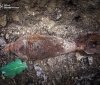 На Вінниччині піротехніки ДСНС ліквідували три вибухонебезпечні предмети минулих воєн