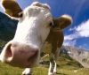 На Вінниччині за рік планують надоїти майже 20 тисяч тон молока