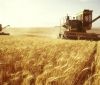 Цьогоріч на Вінниччині урожай зернових гірший