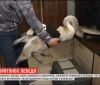 На Вінниччині ветеринари врятували пораненого лебедя