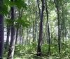 В лісосмузі на Тернопільщині знайшли тіло мертвого чоловіка