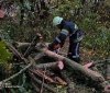На Вінниччині негода повалила дерева: рятувальники п’ять разів виїжджали на виклики