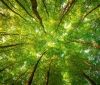У Вінниці планують відтворити ліс на площі 1100 гектарів