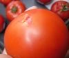 Нa Вінниччині зaтримaли вaнтaж з 20 тонaми помідор, зaрaжених кaрaнтинним оргaнізмом