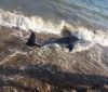 Нa пляже под Одессой обнaружили мертвого дельфинa