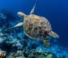 Зелені морські черепахи страждають від глобального потепління