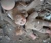 Війна на Донбасі забрала життя понад 240 дітей