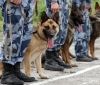 Під час Євробачення в Києві чергуватимуть до 50 службових собак – поліція