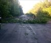 На Вінниччині дерево впало на автомобіль посеред дороги