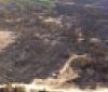 На Херсонщині ліквідували лісову пожежу, що тривала 5 днів