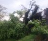 На Вінниччині через негоду на дорогу впало дерево