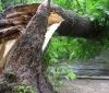 В Калинівці помер лісник внаслідок падіння дерева