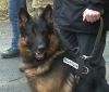 Поліцейський пес знайшов вінничанина, який жорстоко зарізав кохану (Фото)