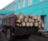 На Вінниччині групу злочинців спіймали під час незаконно вирубування дерев