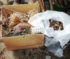 На Вінниччині пенсіонерка зберігала в себе вдома понад 400 рослин снодійного маку