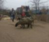Спaсенных овец везут нa ферму под Одессой