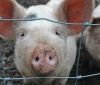 В Україні зафіксовано вже 59 випадків африканської чуми свиней