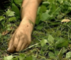 На Дніпропетровщині в лісосмузі знайшли фрагменти жіночого тіла