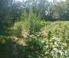 "Для власних потреб": у жителя Жмеринського району поліцейські виявили посів нарковмісних рослин