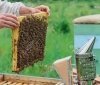 Вінницькі пасічники отримають фінансову підтримку