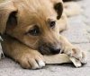 Україна стикається з проблемою безпритульних тварин: їх кількість сягає 140 тисяч
