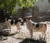 Новий притулок для безпритульних собак: спільна ініціатива на Вінниччині