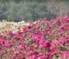 Мільйон кущів троянд різних сортів одночасно зацвіли біля Вінниці (Відео)