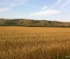 На Вінниччині більше 50% площі відведуть під зернові культури