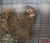 У Вінницькому зоопарку від онкології померла карликова мавпочка
