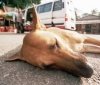 На Вінниччині автомобіліст збив собаку і навіть не зупинився