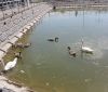 Сім’я лебедів та сотня черепашок: як живеться в озері біля Вінницького парку (Фото)