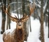На Вінниччині порахували кількість оленів разом з купленими в резиденції