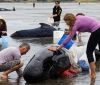 У Новій Зеландії врятували 28 чорних дельфінів, які викинулися на узбережжя