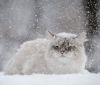 В Україні погіршення погоди і сильний сніг, у Києві відкрили пункти обігріву