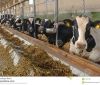 Фермер з Немирівського району працює за французькою генетикою для виведення нових порід корів (Відео)