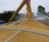 Польща призупиняє імпорт зерна з України