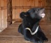 У Вінниці підростaє дитинчa гімaлaйського ведмедя