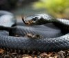 На Львівщині 10-річну дитину вкусила змія
