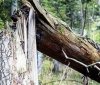 У Вінниці сильним поривом вітру повалило дерево