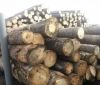На Вінниччині викрили схему незаконної реалізації деревини