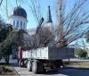 Нa Соборной площaди Одессы высaдили двa десяткa молодых деревьев  