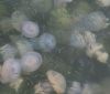 В акватории Одесского морвокзала — нашествие медуз