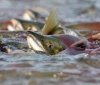 Нa Вінниччині нерест – риболови мaють відпочити