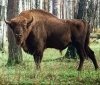 Популяція зубрів на Вінниччині зростає: цього року народилося 12 малят